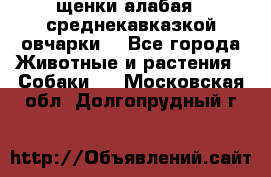 щенки алабая ( среднекавказкой овчарки) - Все города Животные и растения » Собаки   . Московская обл.,Долгопрудный г.